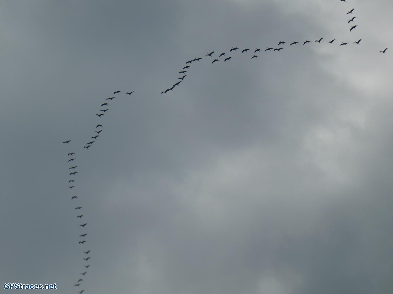 Passage d'oies sauvages