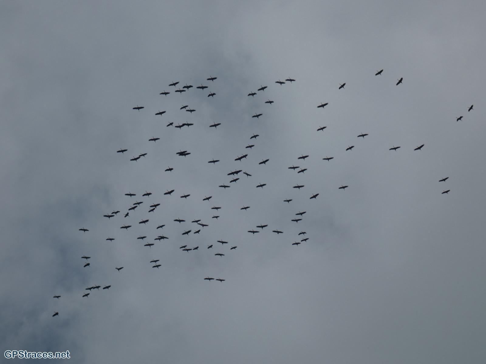 Passage d'oies sauvages