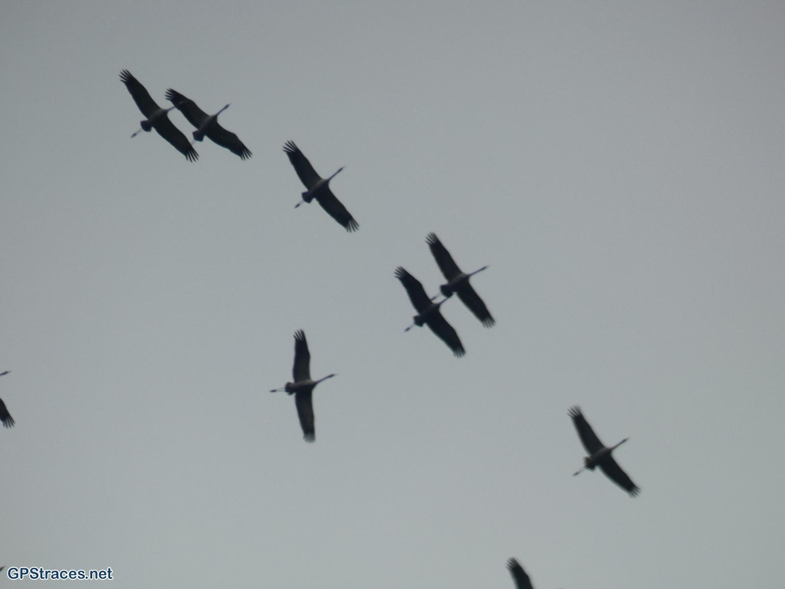 Passage d'oies sauvages