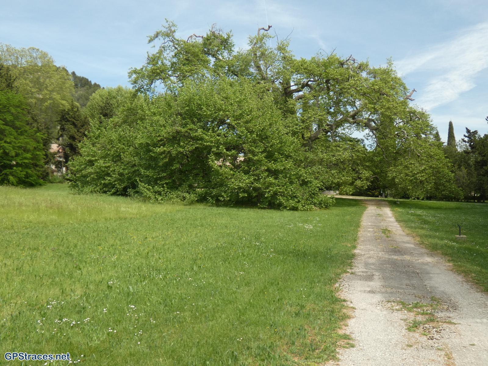 Le platane de Lamanon