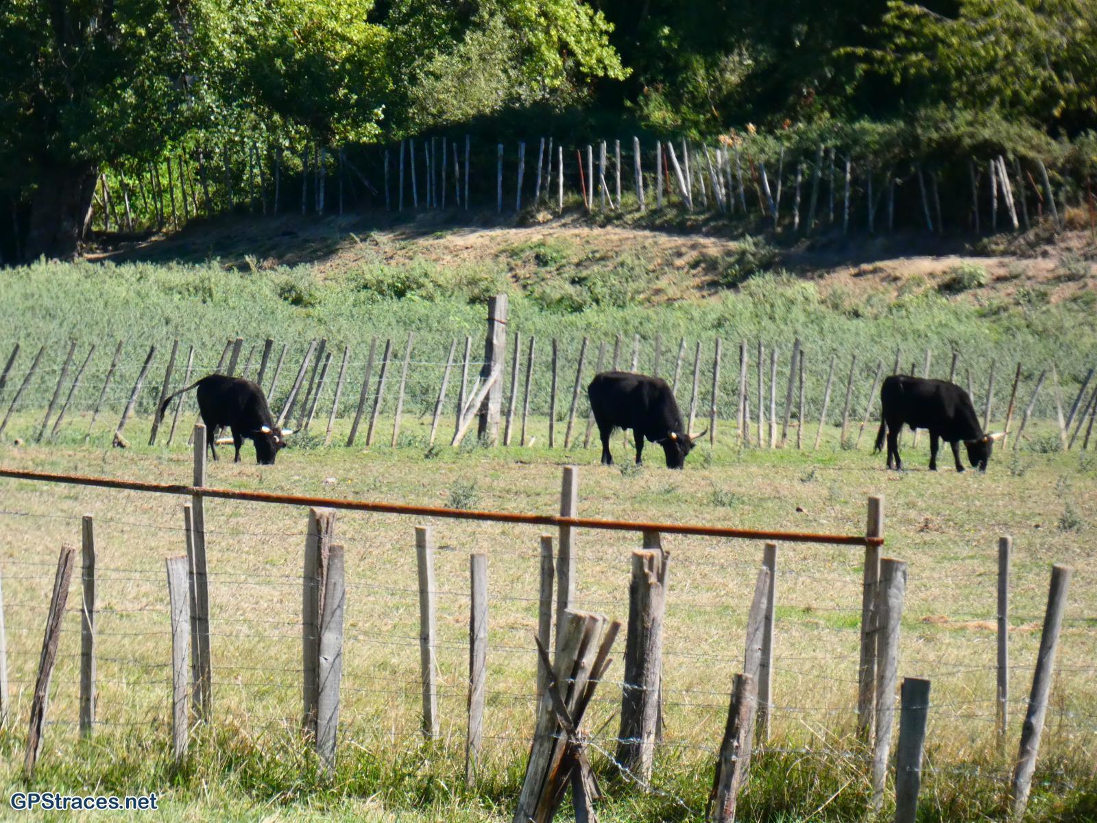 Taureaux autour de l'étang