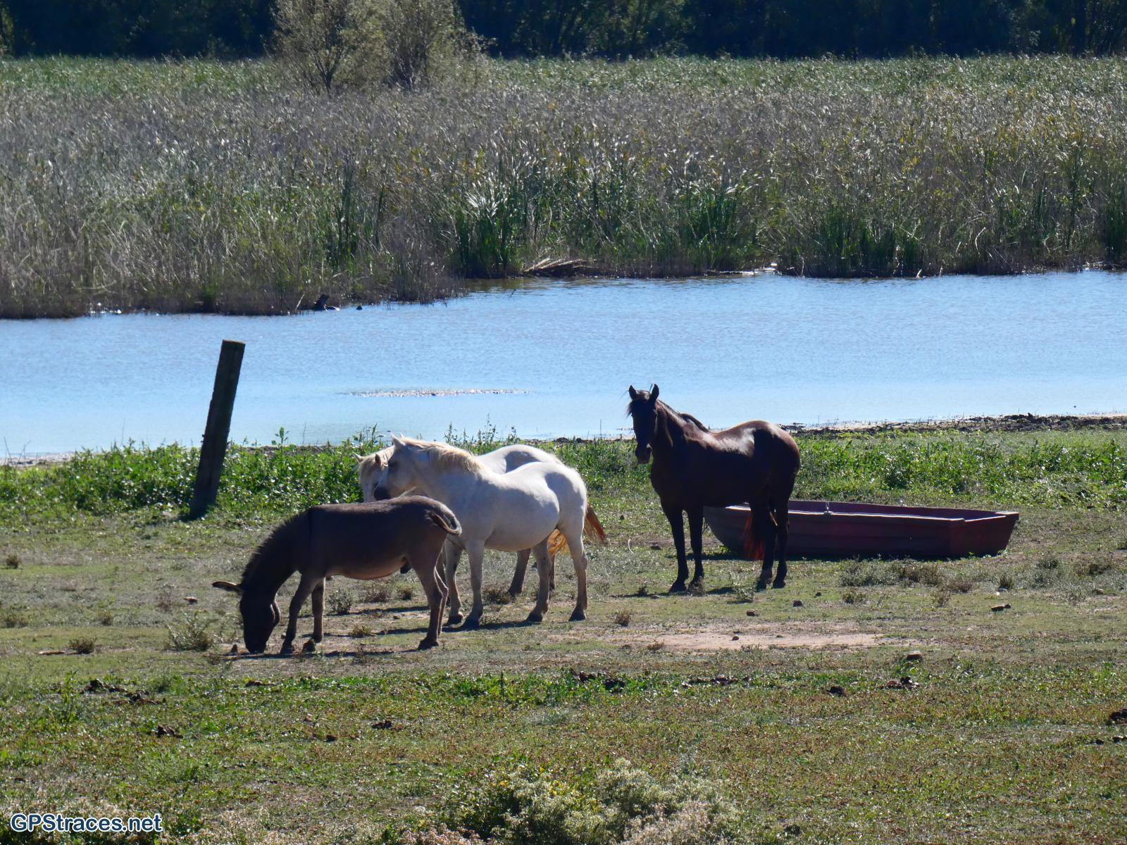 L'étang de La Capelle