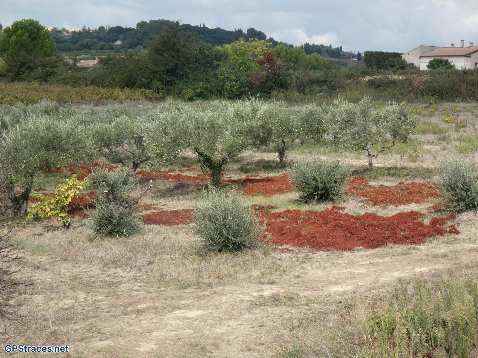 Gard-De Domazan à Estézargues–1