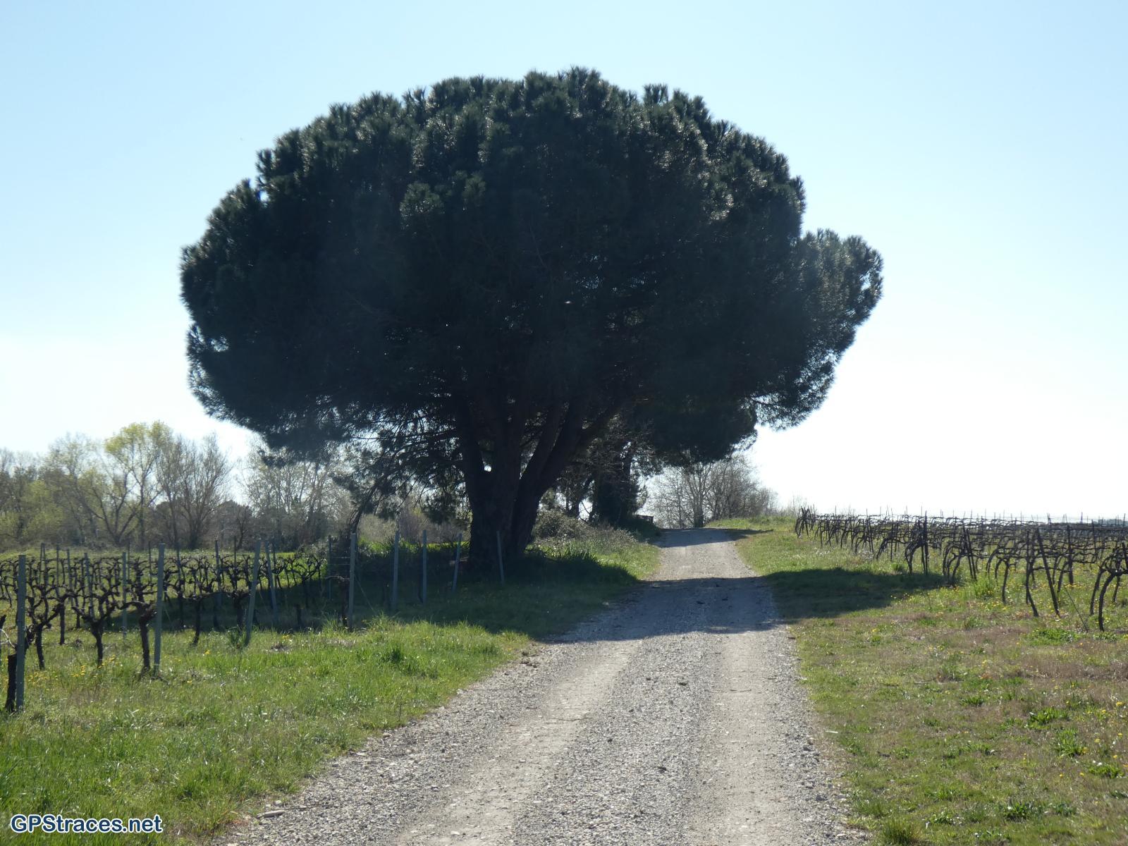 Gard-De Foissac à Collorgues–4